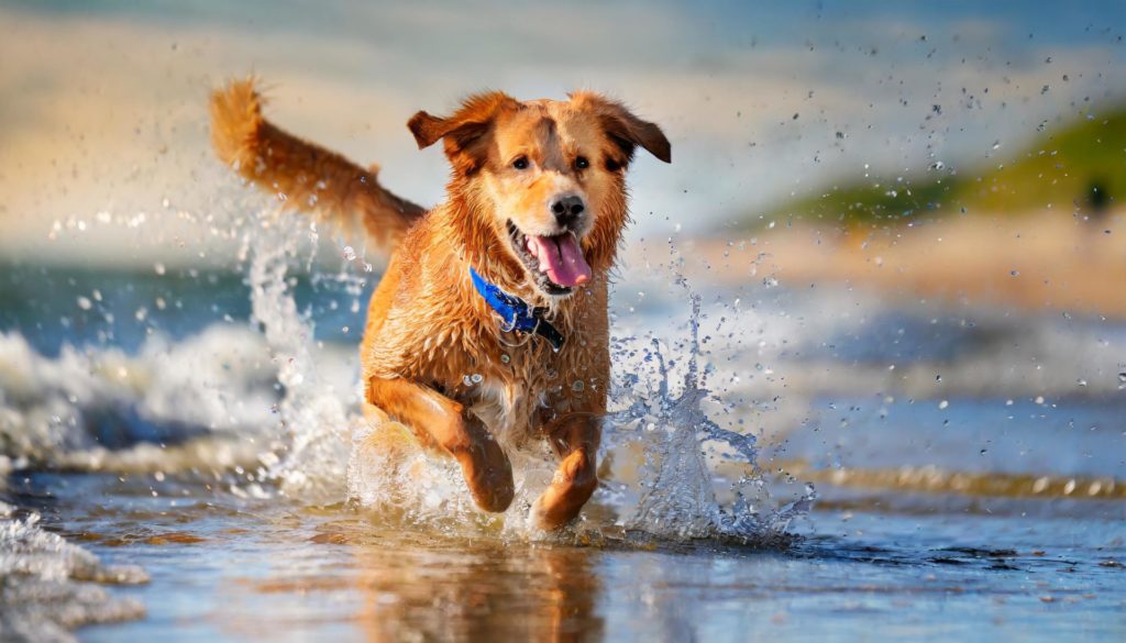 Beach Dog Fun Activities