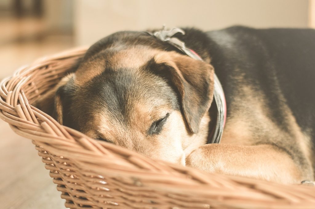 Versatility of Elevated Dog Beds