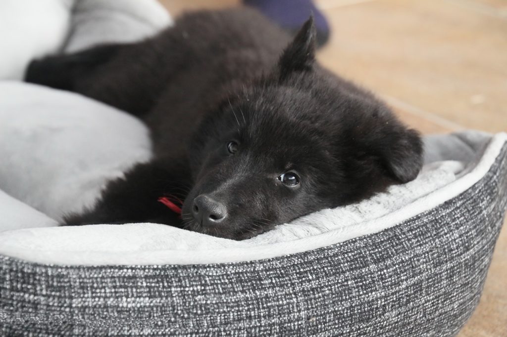 How to Wash A Dogs Bed Clean