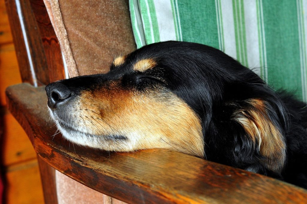 Elevated Dog Bed Air Circulation