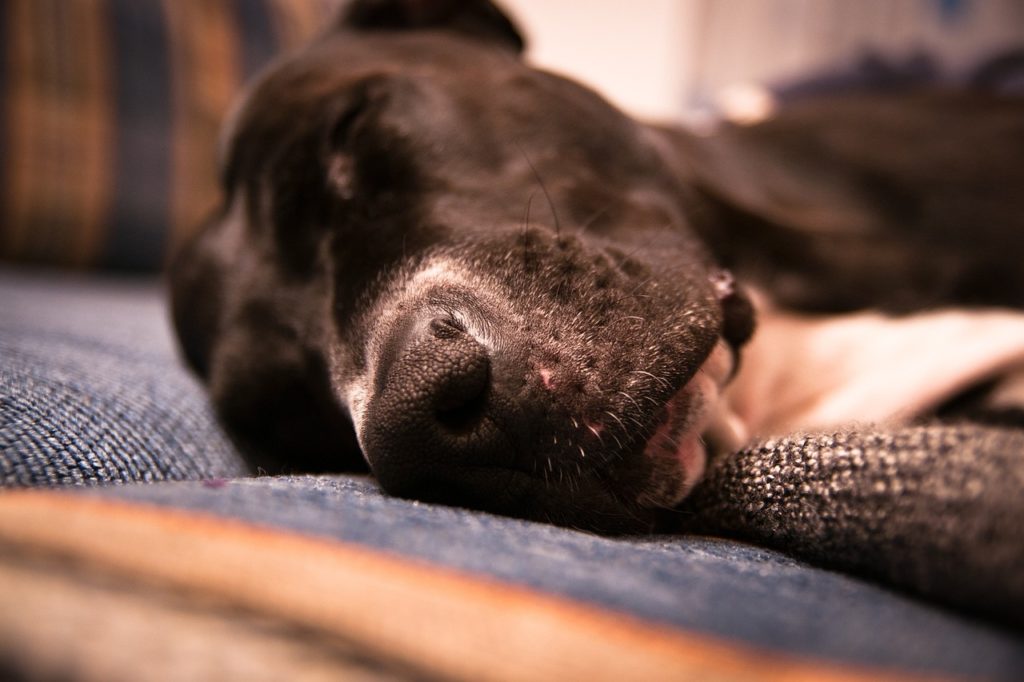 Elevated Dog Beds Comfort and Support