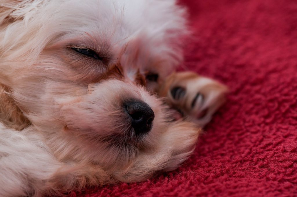 How to Wash A Dogs Bed Quickly and Efficiently