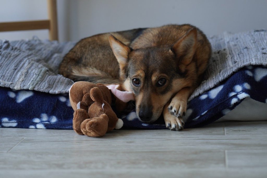 How to Wash A Dogs Bed with Stuffed Animal