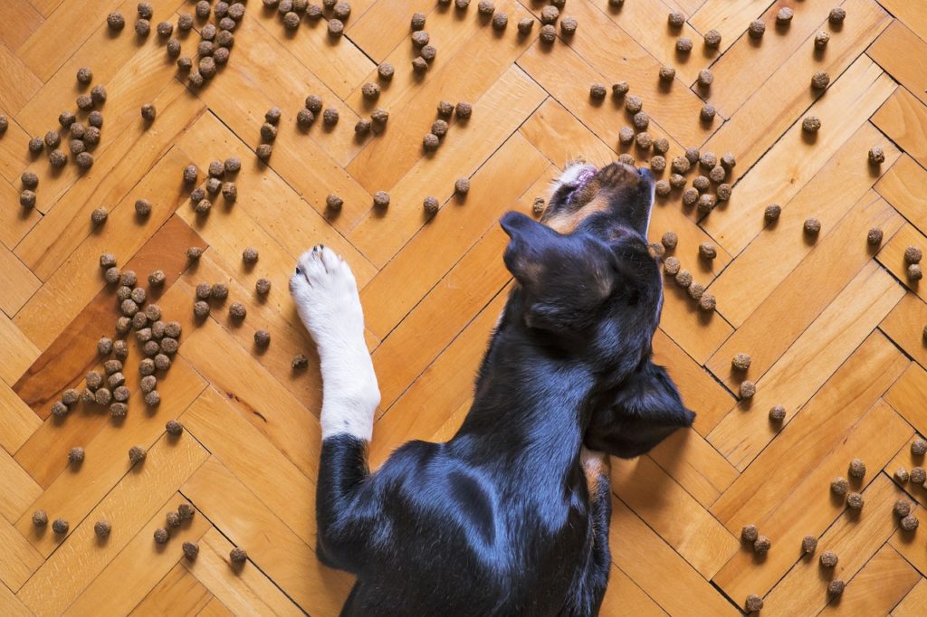 How Much Protein in Dog Food Spilled