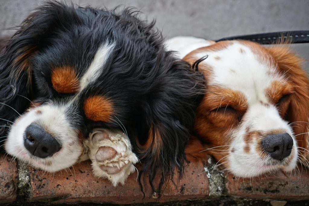 The Best Benefits of Elevated Dog Beds