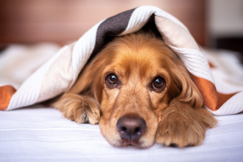 Why Your Dog Pees on Your Bed - English Cocker Spaniel