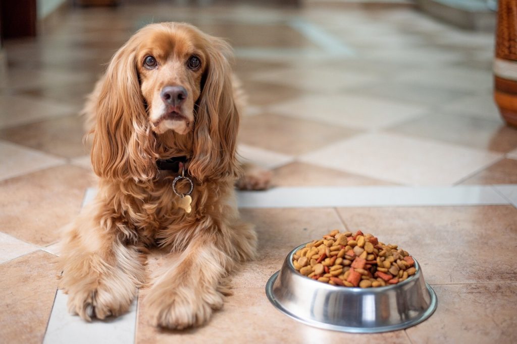 How Much Protein in Dog Food Cocker Spaniel