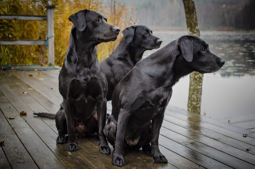 Labrador Retriever - Three