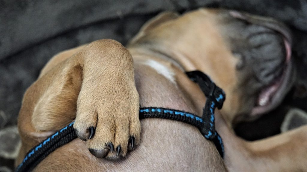 Durable Elevated Dog Beds 