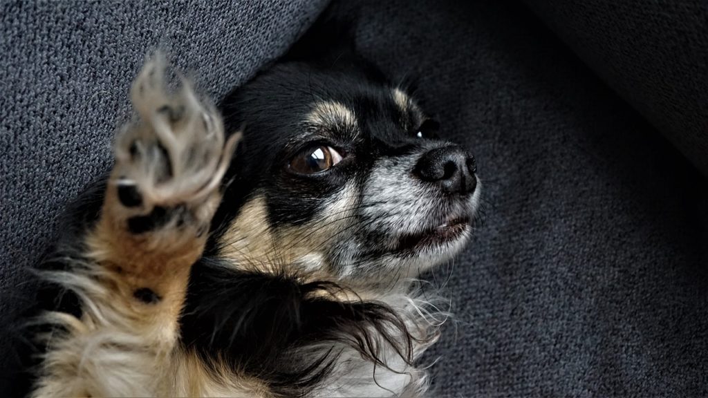 How to Wash A Dogs Bed Paws Down