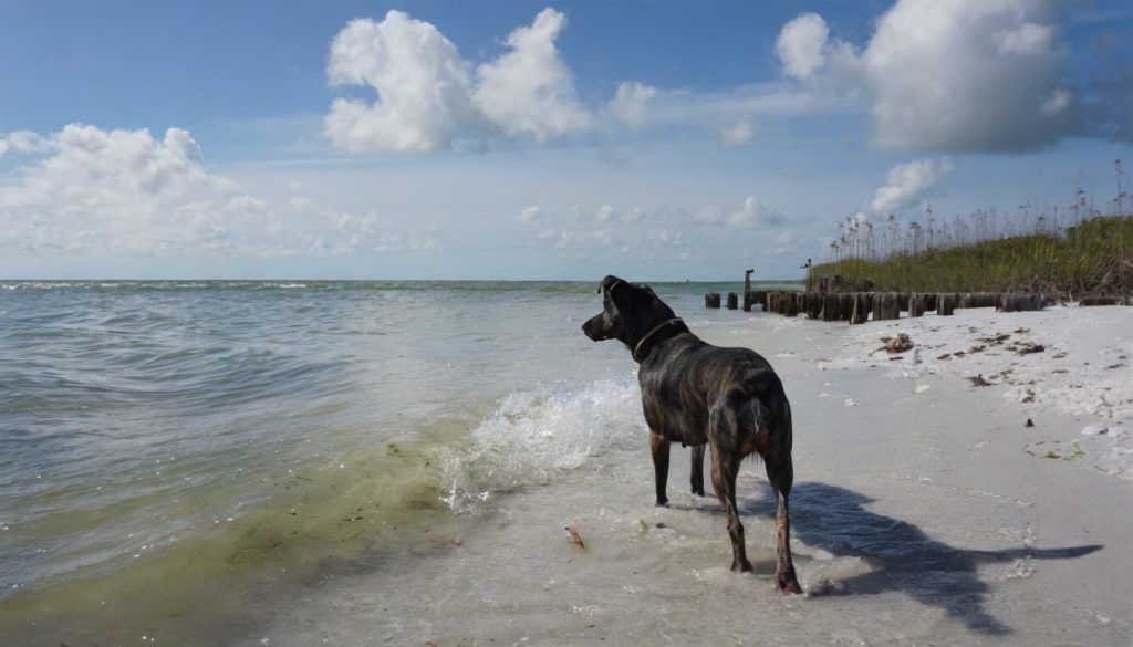 Fort De Soto Park, Florida, USA