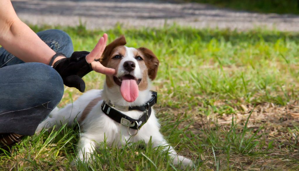 Teaching your dog basic sign language commands guide