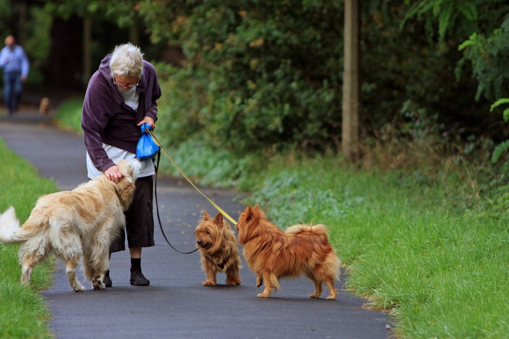 Best Dog Breeds for Seniors