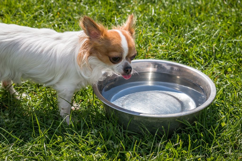 Products That Get Rid of Dog Bad Breath - Water Additives