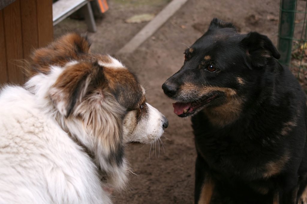 Introducing a New Dog to a Jealous Dog - Neutral Territory