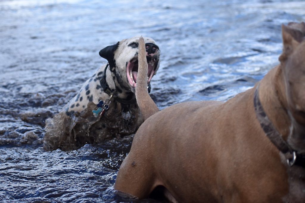 Whale Eye with Dog Tail Wag