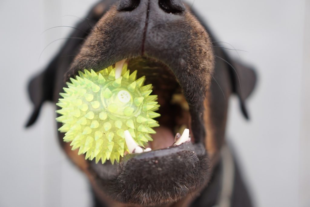 How to Get Rid of Bad Dog Breath with Chew Toys