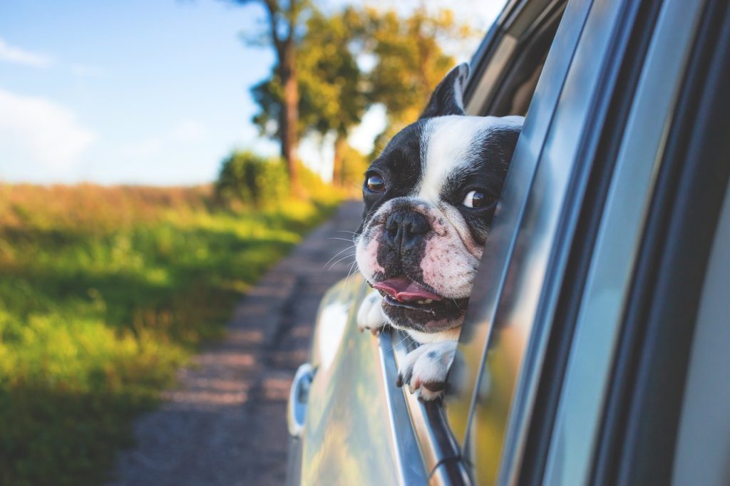 car sickness in dogs - fear