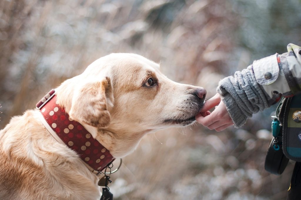 Get Rid of Dog Bad Breath with Home Remedies - Fingers