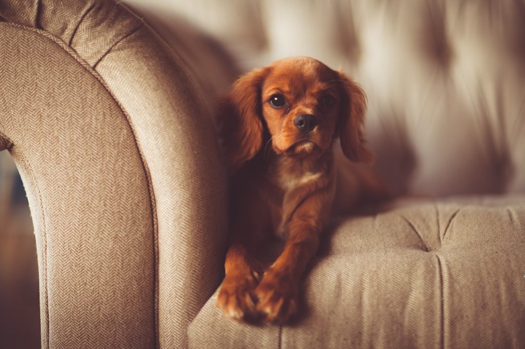 Crate Training a Puppy at Night Couch