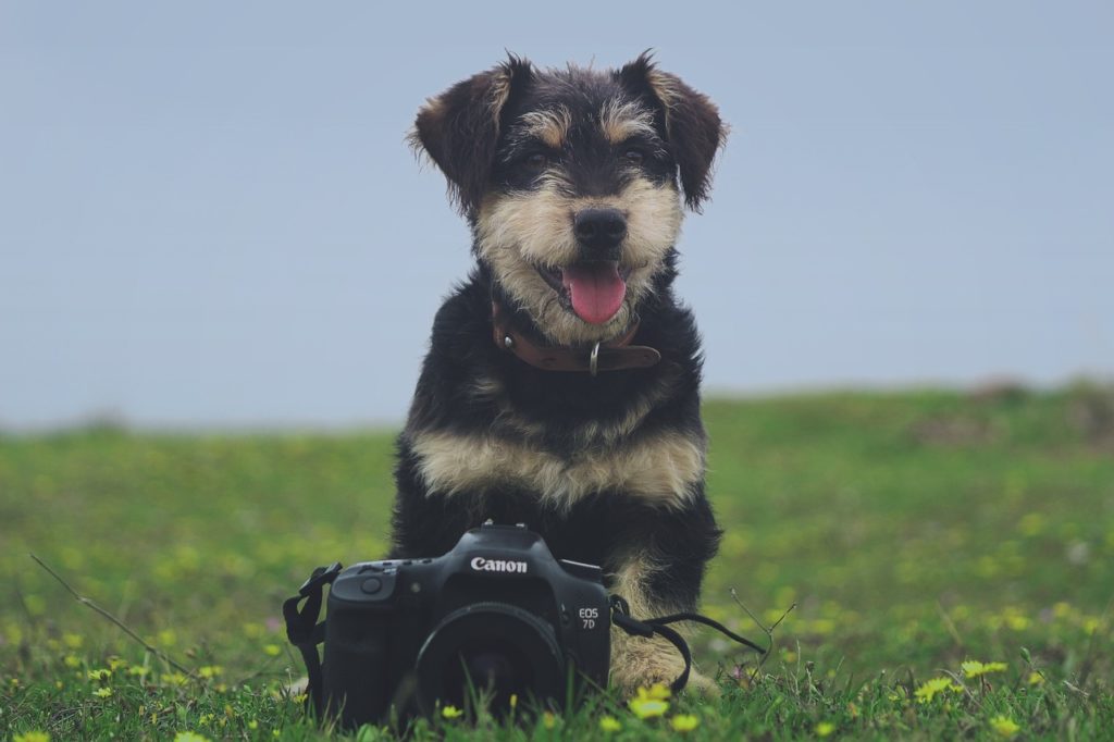 Dog Photography Tips