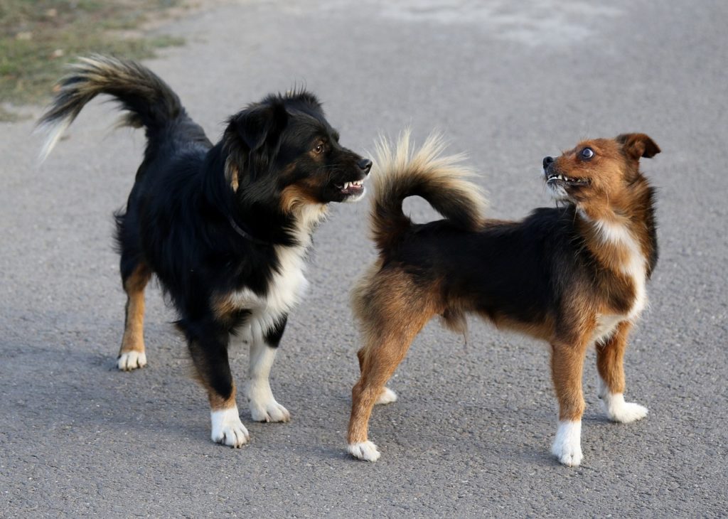 Introducing a New Dog to a Jealous Dog - Patience