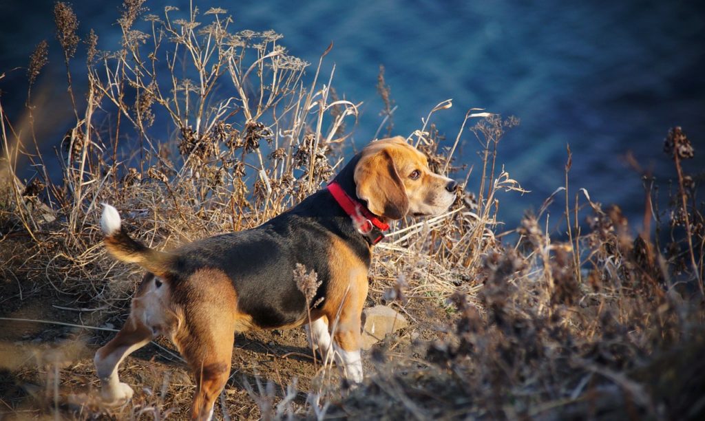 Dog Tail Meaning Piloerection