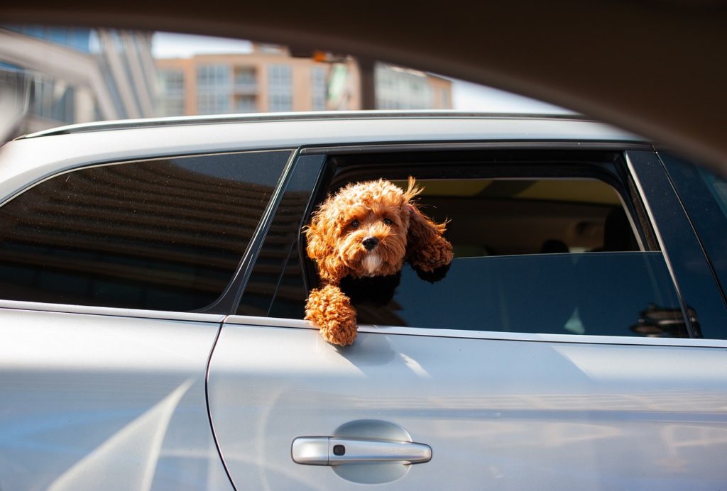 Car Sickness In Dogs