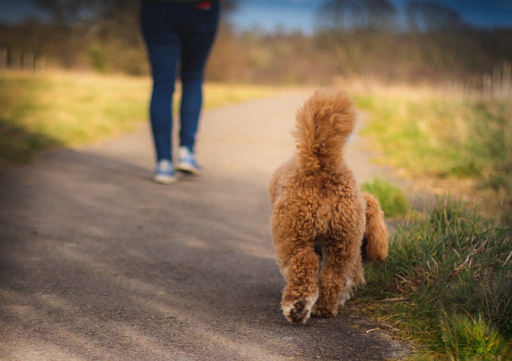 Helicopter Dog Tail