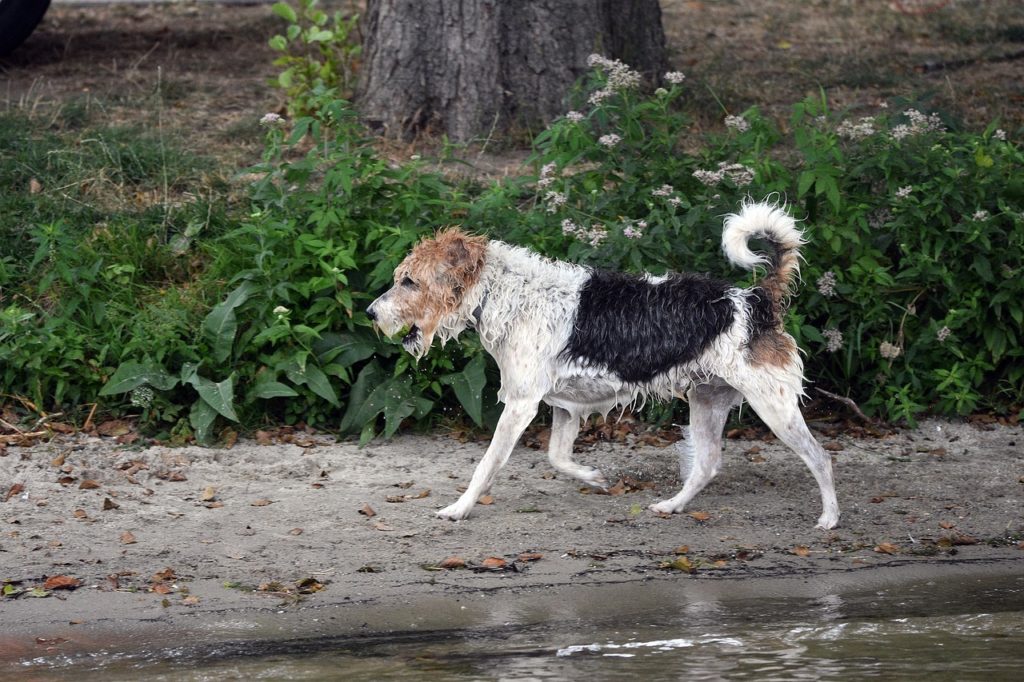 Dog Tail Meaning Curved