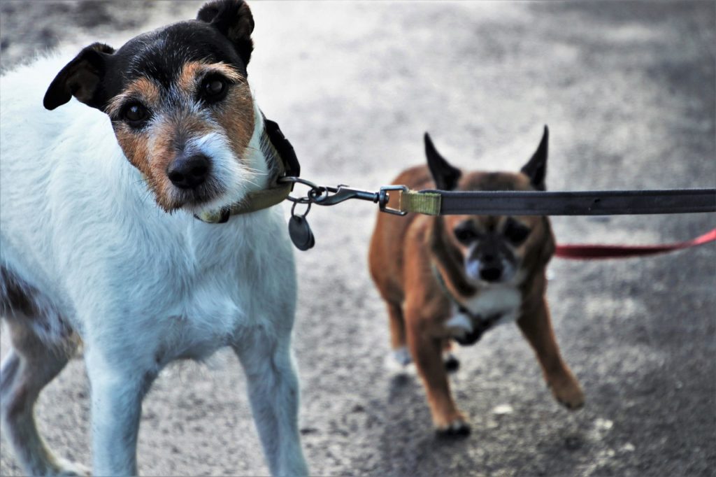 Introducing a New Dog to a Jealous Dog - Leashed Introduction