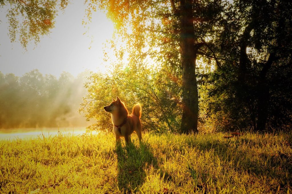 Exploring the Elegance of Japanese Dog Breeds