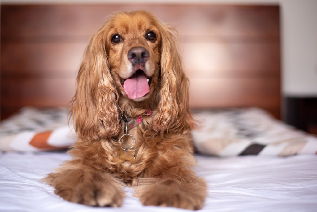 Cocker Spaniel - Lady and the Tramp dog breed