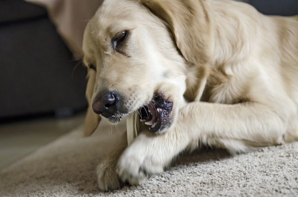 Products That Get Rid of Dog Bad Breath - Dental Toys