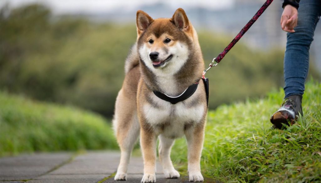 Shikoku Japanese Dog Breeds