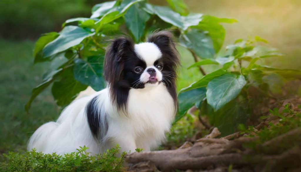 Chin Japanese Dog Breeds