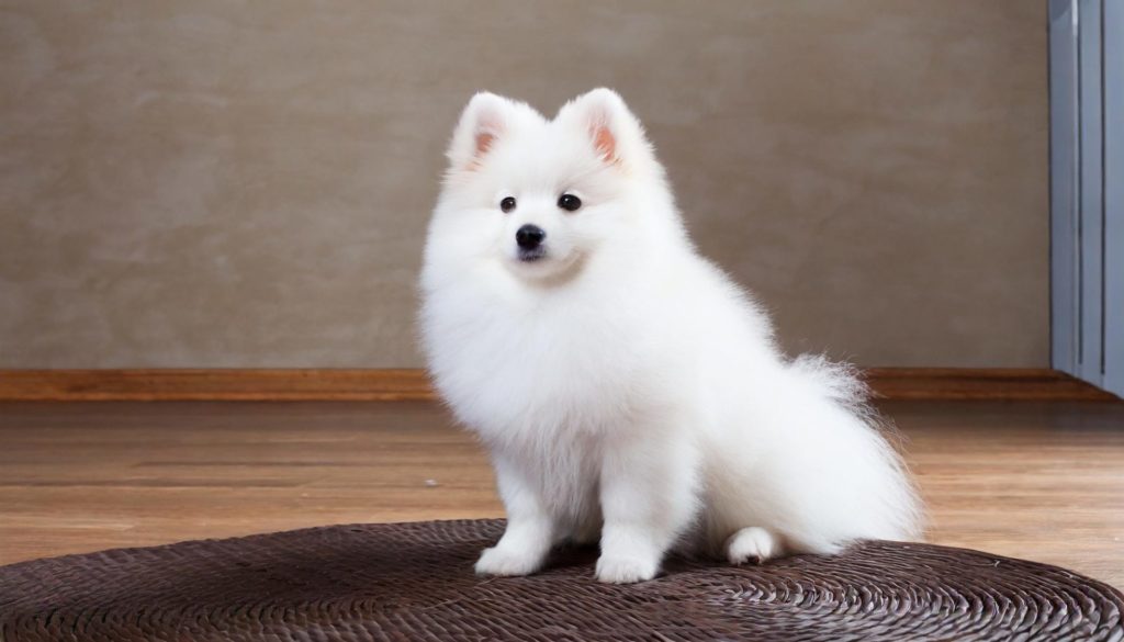 Spitz Japanese Dog Breeds