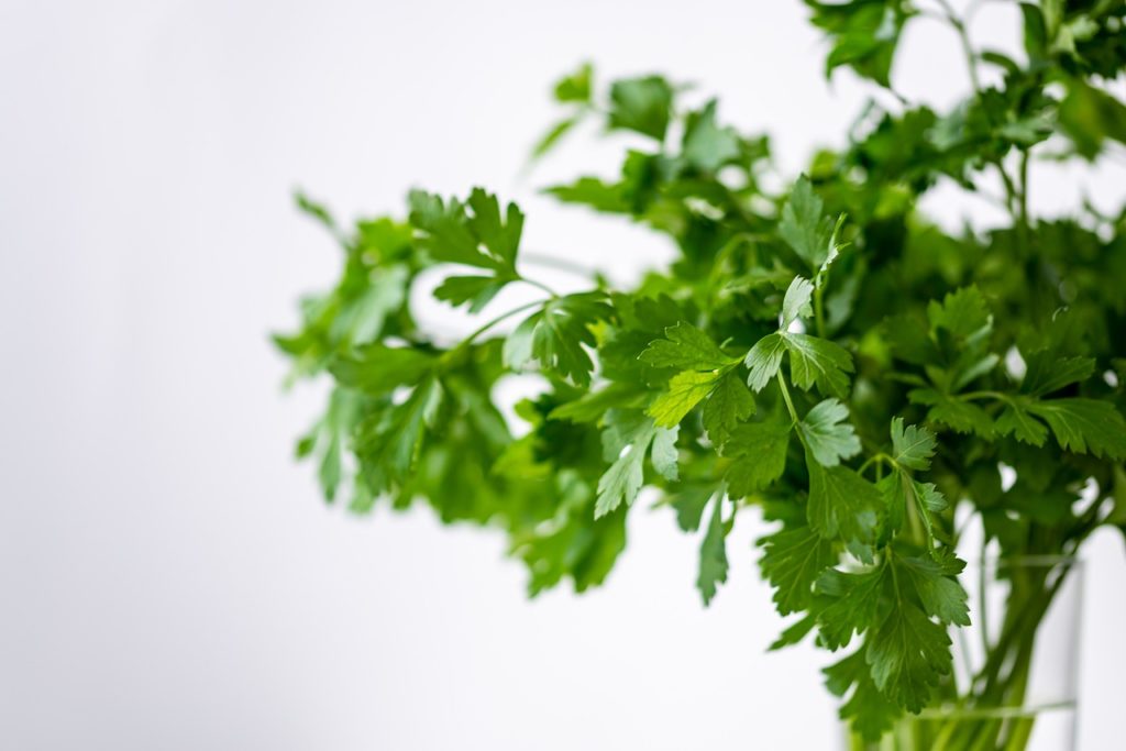 How to Get Rid of Bad Dog Breath with Herbs, Parsley