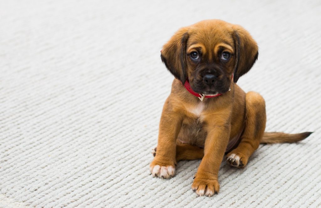 crate training a puppy