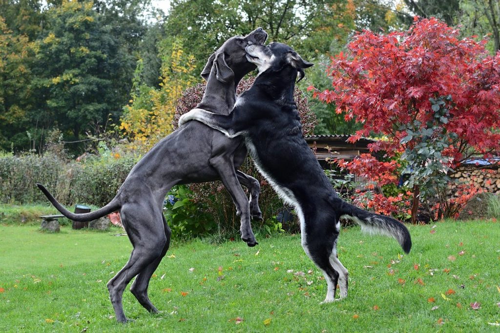 Introducing a New Dog to a Jealous Dog